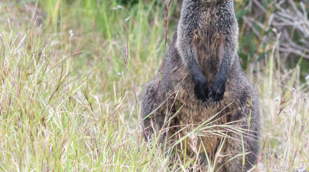 Swamp Wallaby (Wallabia bicolor) in grasslands of the Limestone Coast, South Australia