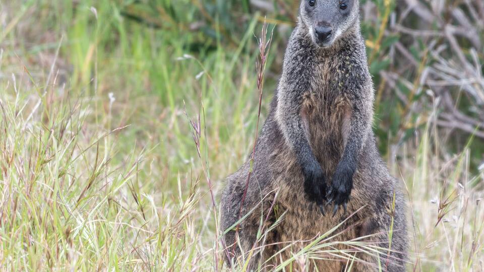 A kangaroo sitting in tall grass.