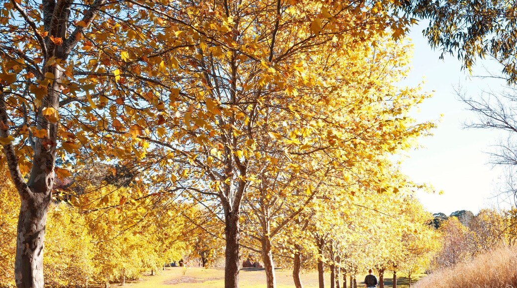 I visited the Adelaide Hills recently for a week and had so many amazing experiences. Glen Ewin Estate was a favorite as it sells local curated wines, has a tasty new menu and is a popular wedding and event location. Oh, and did I mention fig picking? 🍁🍂