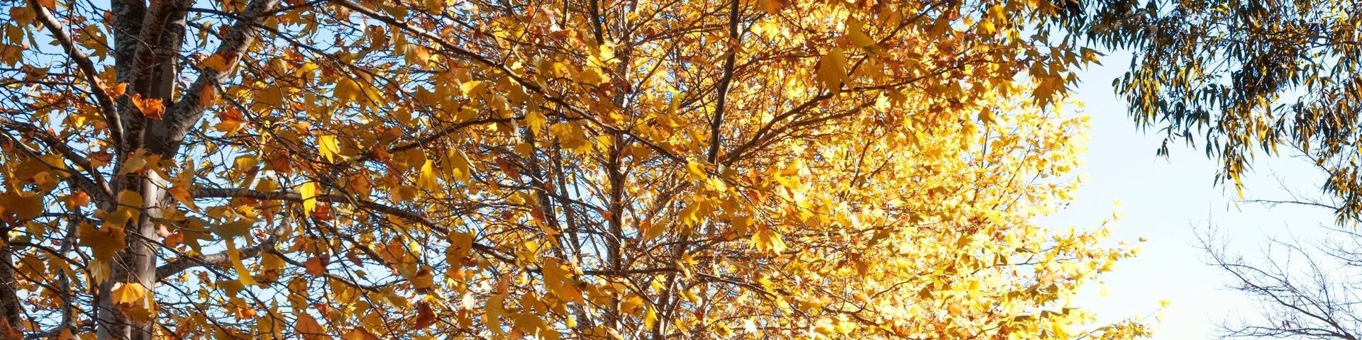 I visited the Adelaide Hills recently for a week and had so many amazing experiences. Glen Ewin Estate was a favorite as it sells local curated wines, has a tasty new menu and is a popular wedding and event location. Oh, and did I mention fig picking? 🍁🍂