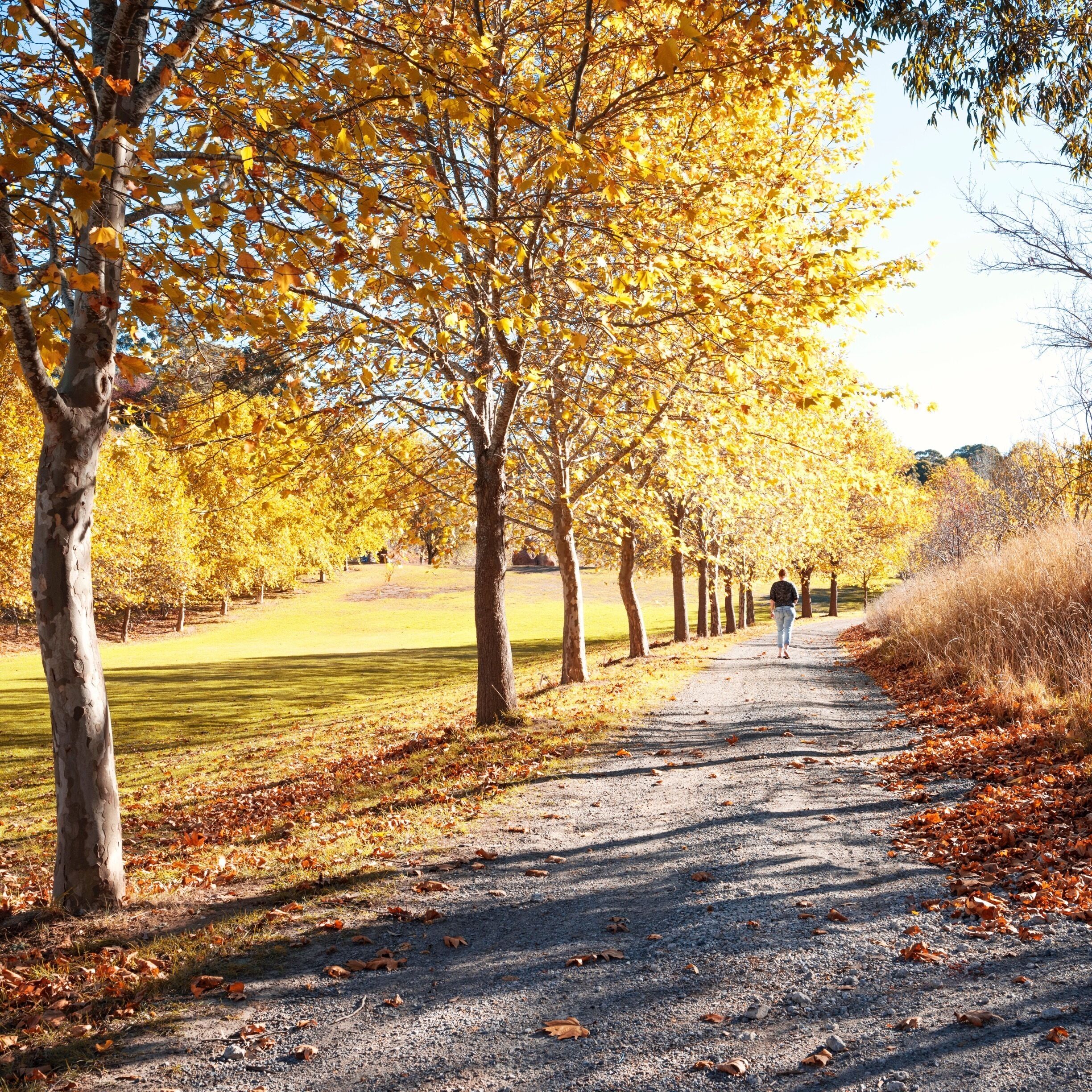 A gravel path lined with trees displaying autumn foliage.