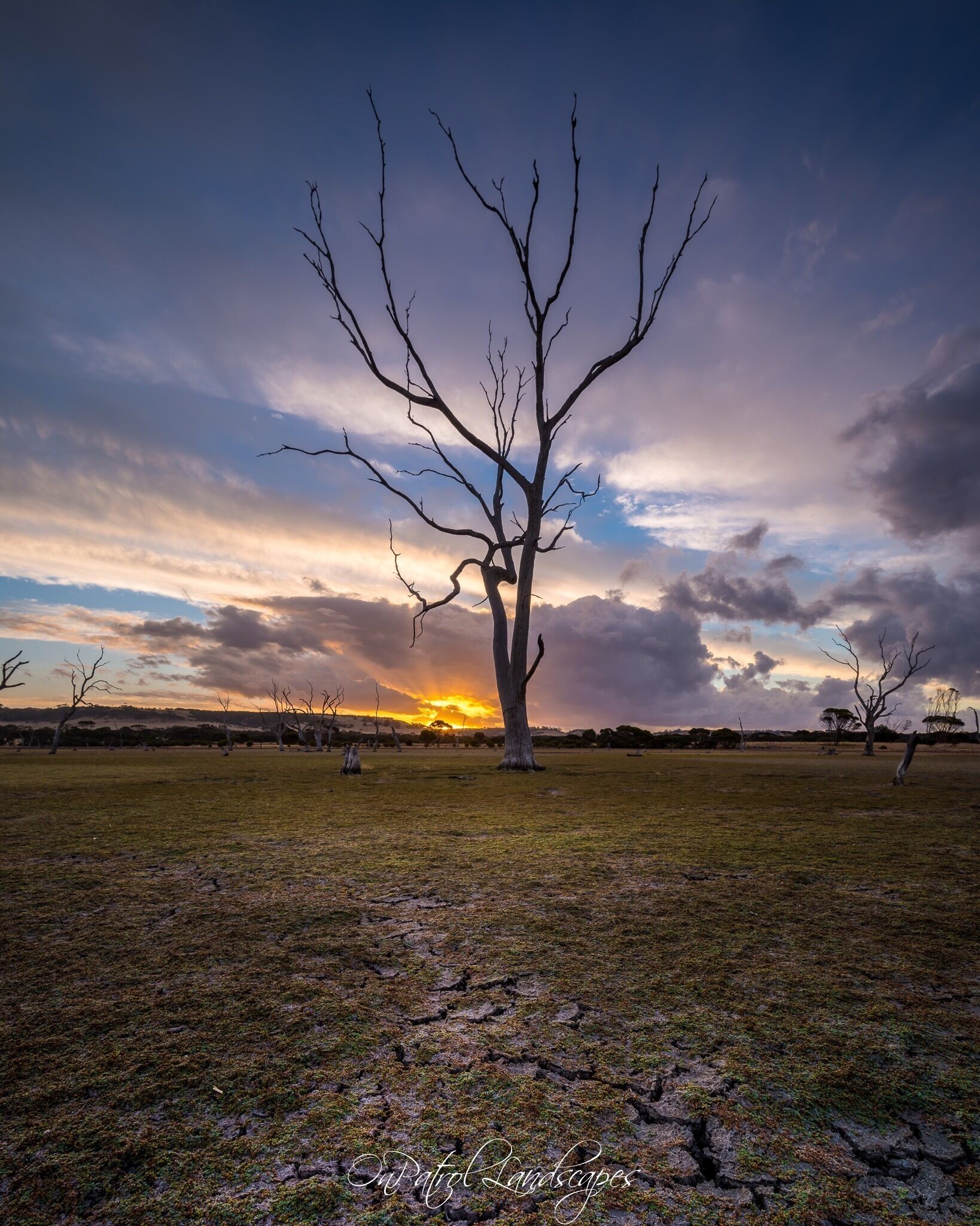 A landscape with a prominent leafless tree in the center, a field with sparse grass, and a sunset in the background.