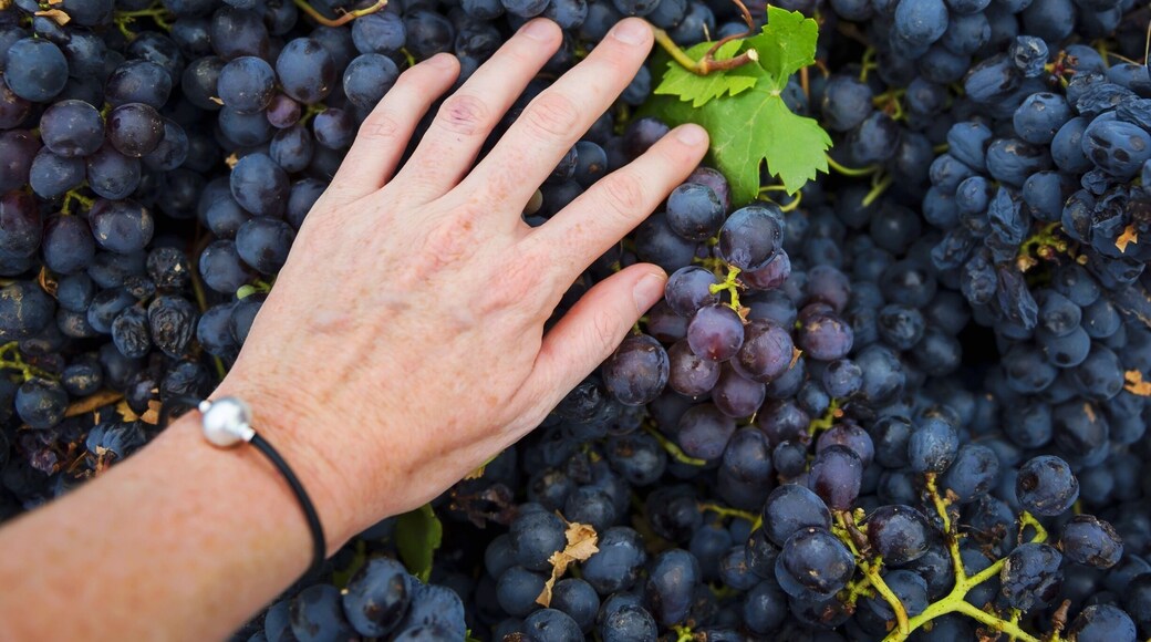 It's Harvest time in the Barossa and I'm with Grant Burge wines experiencing it all - from vine to my mouth! Vintage festival starts this week! Barossa Valley, South Australia. #GrantBurge