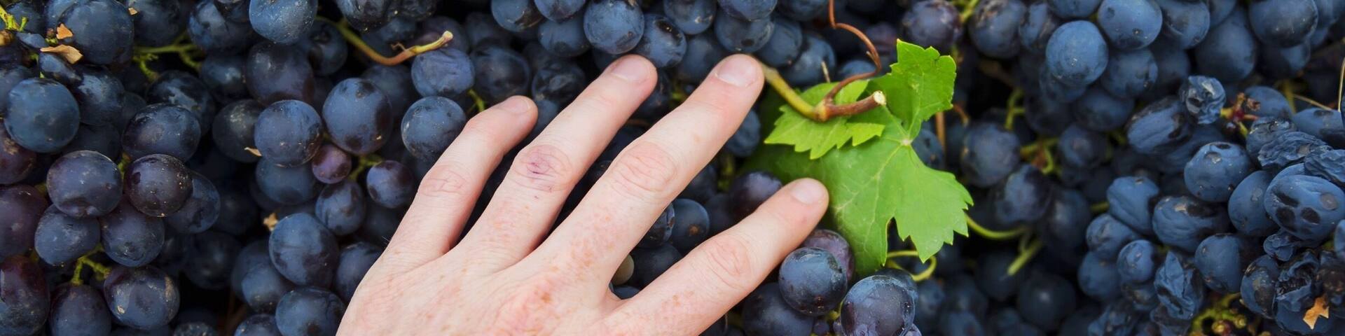 It's Harvest time in the Barossa and I'm with Grant Burge wines experiencing it all - from vine to my mouth! Vintage festival starts this week! Barossa Valley, South Australia. #GrantBurge