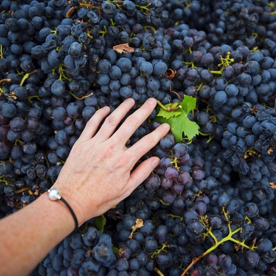 It's Harvest time in the Barossa and I'm with Grant Burge wines experiencing it all - from vine to my mouth! Vintage festival starts this week! Barossa Valley, South Australia. #GrantBurge