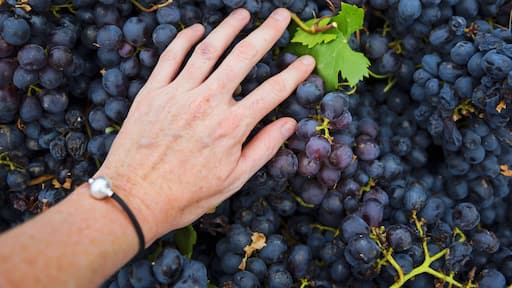 It's Harvest time in the Barossa and I'm with Grant Burge wines experiencing it all - from vine to my mouth! Vintage festival starts this week! Barossa Valley, South Australia. #GrantBurge