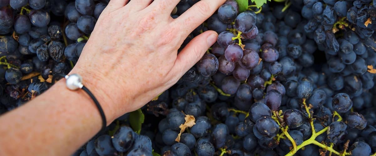 A hand touching a cluster of dark purple grapes.