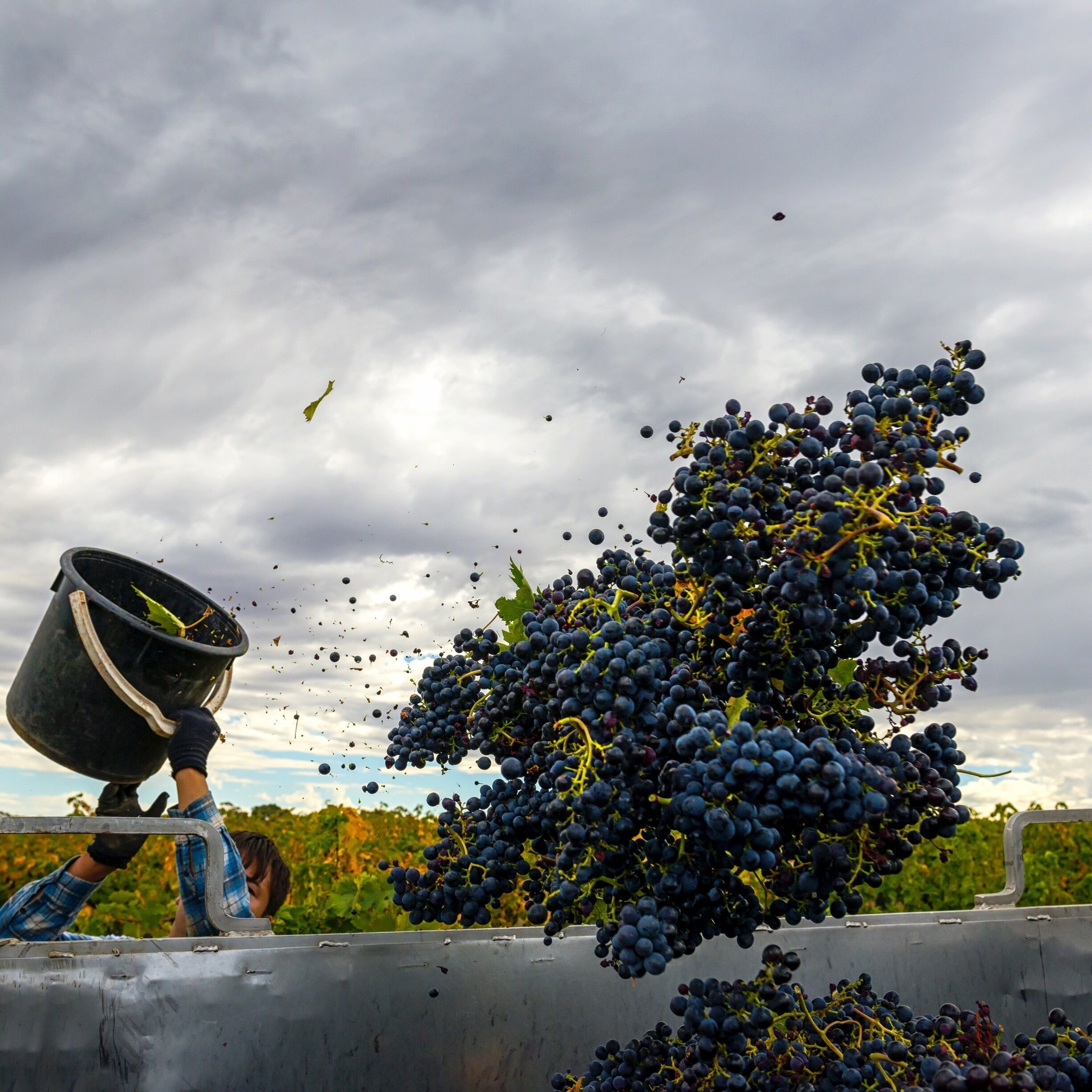 The Barossa Valley is fabulous at this time of year with Vintage in full swing! I captured some hand picking going on in Grant Burge's vineyards and it's both exciting and photogenic! :)