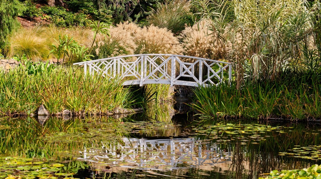 The Lily Pond is one of the nicest spots in the Royal Tasmanian Botanical Gardens - Hobart, Victoria, Australia