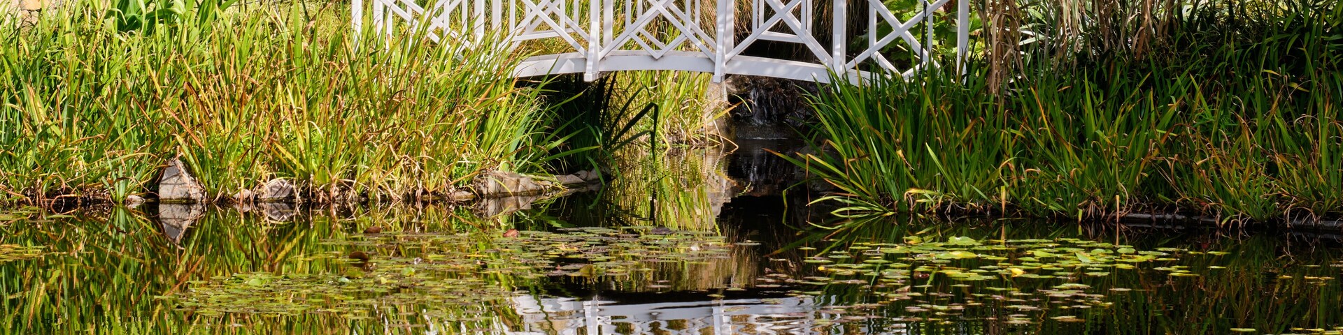 The Lily Pond is one of the nicest spots in the Royal Tasmanian Botanical Gardens - Hobart, Victoria, Australia