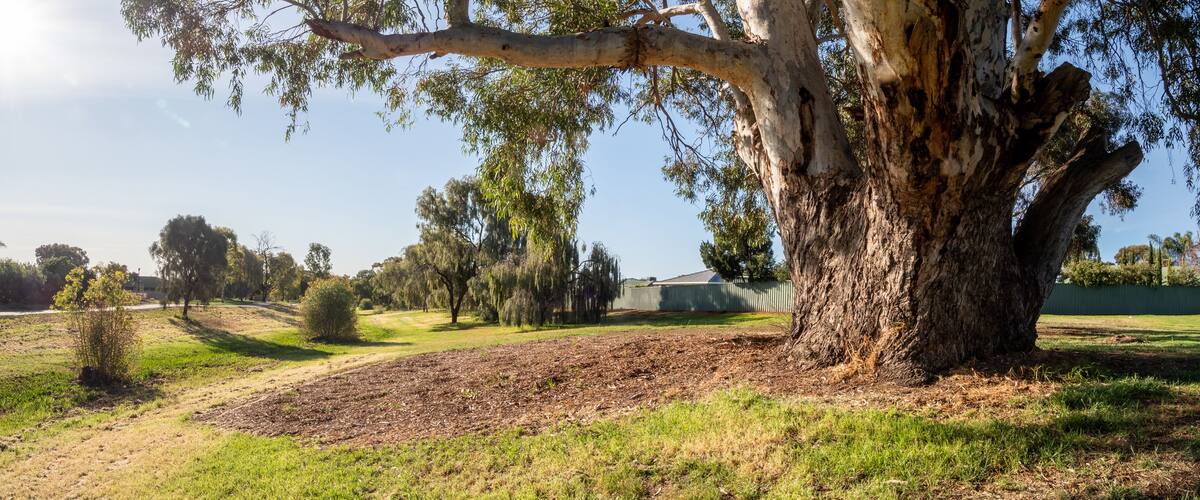 A large tree with a thick trunk and sprawling branches, a grassy field, and a distant building.