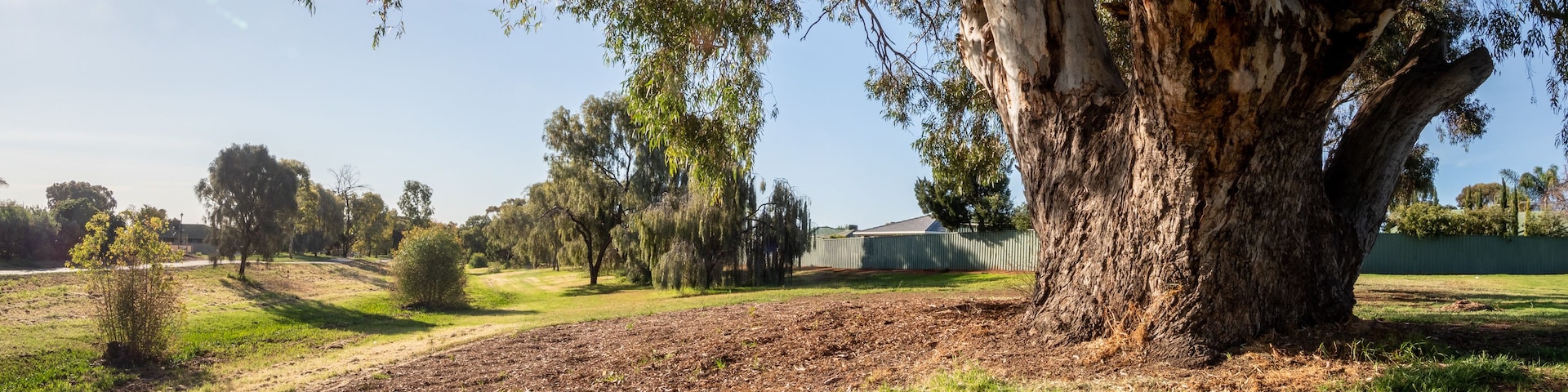 A large tree with a thick trunk and sprawling branches, a grassy field, and a distant building.