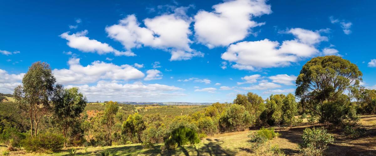 A landscape with a clear blue sky, scattered clouds, and a variety of trees.