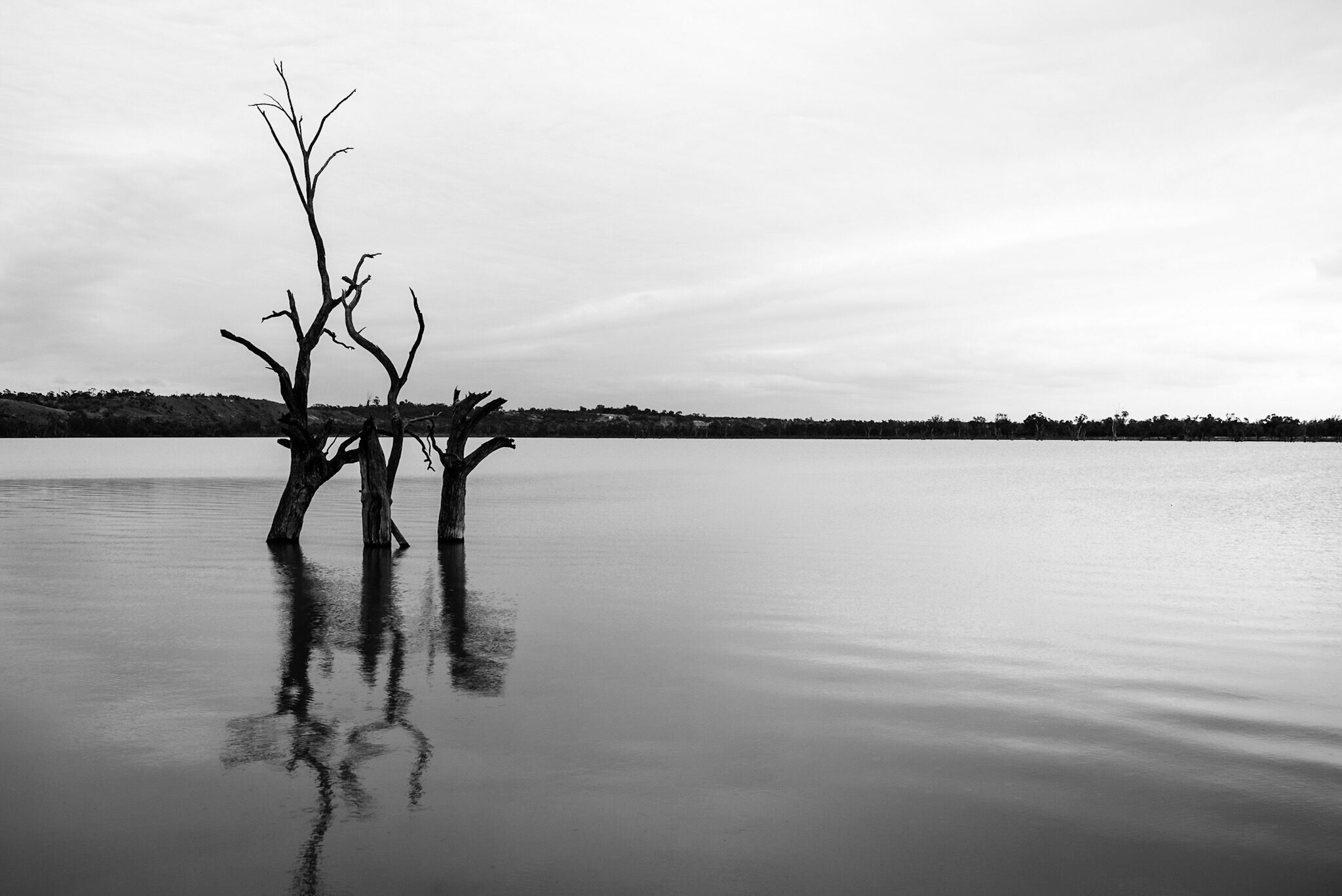 A calm lake with two leafless trees in the foreground and a distant shoreline.