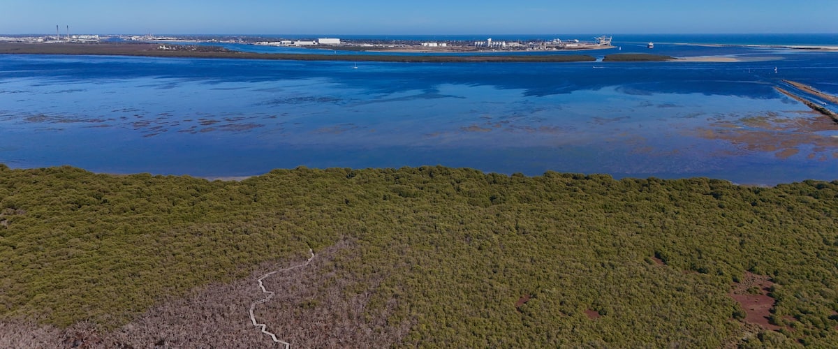 Un paysage côtier avec une forêt dense au premier plan, une vaste étendue d’eau et, au loin, une vue sur la ville avec ses bâtiments et un phare.