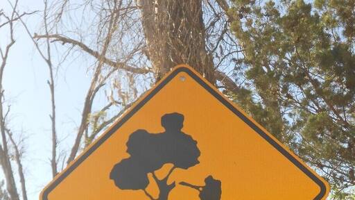 Warren Gorge is known for its rock wallabies. There is a short walk through the gorge and if you're Lucky you can spot a few. Apparently you also have to look out for falling branches!