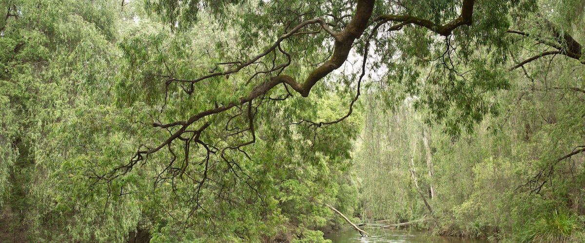 A serene river surrounded by dense green foliage and a prominent tree branch extending over the water.