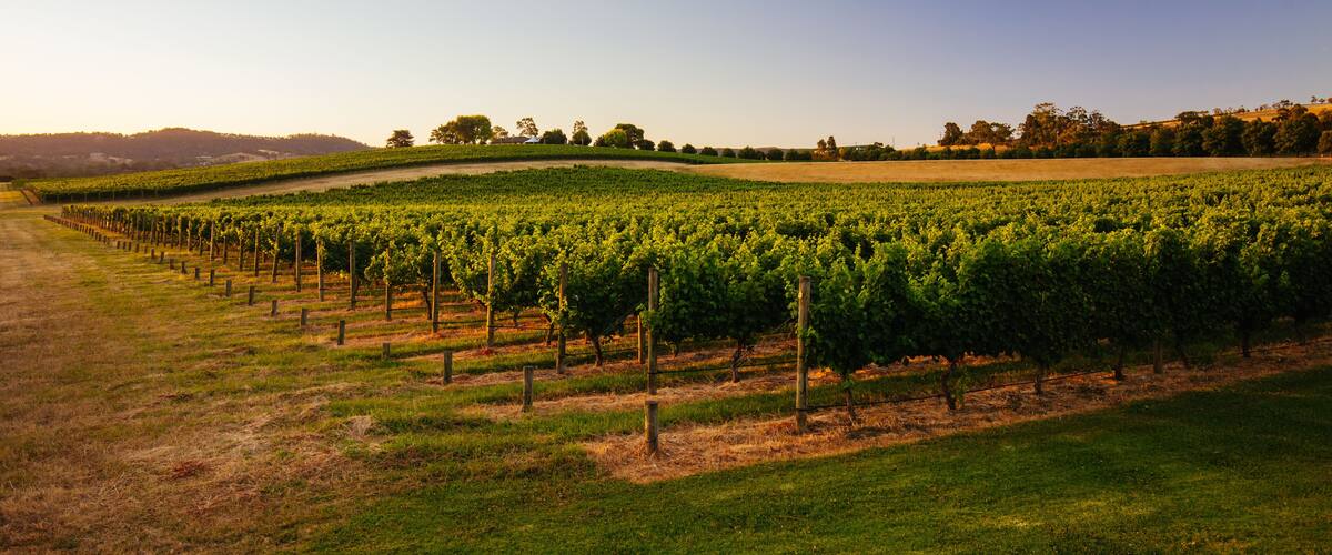 Yarra Valley Vineyard in Australia