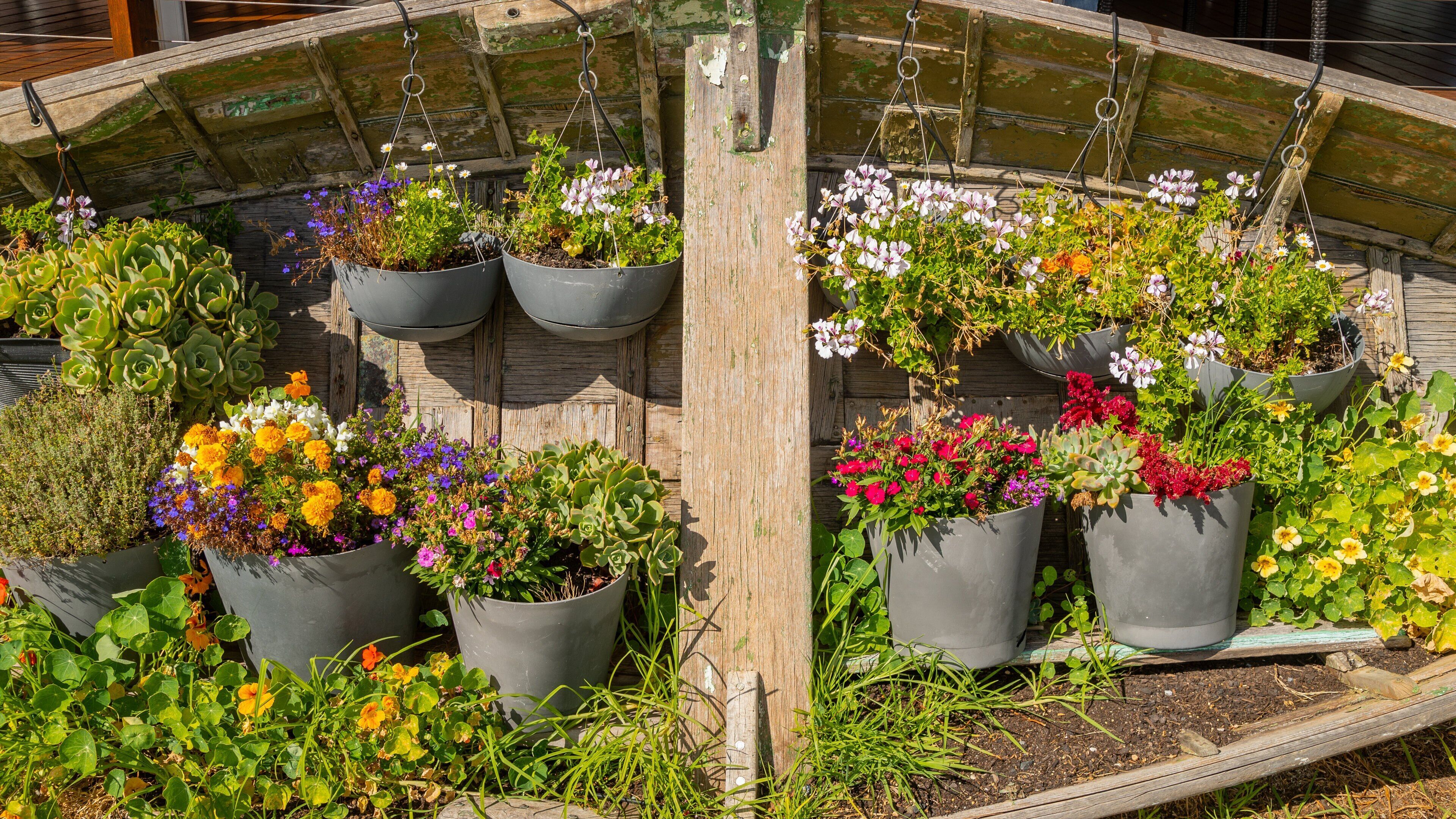 Goolwa Beach featuring flowers