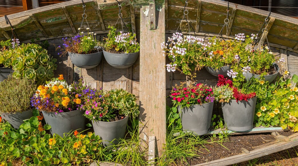 Goolwa Beach featuring flowers