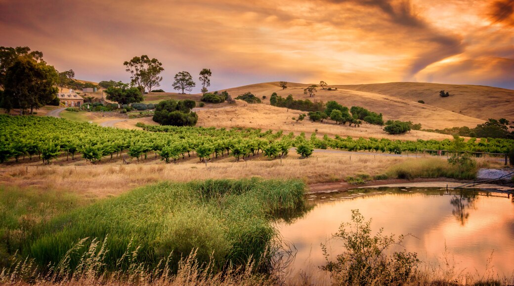 A vineyard with rows of grapevines, a small pond, and rolling hills under a sunset sky.