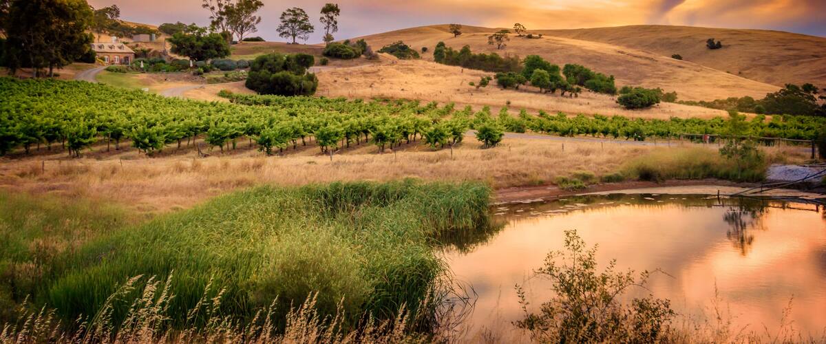 A vineyard with rows of grapevines, a small pond, and rolling hills under a sunset sky.