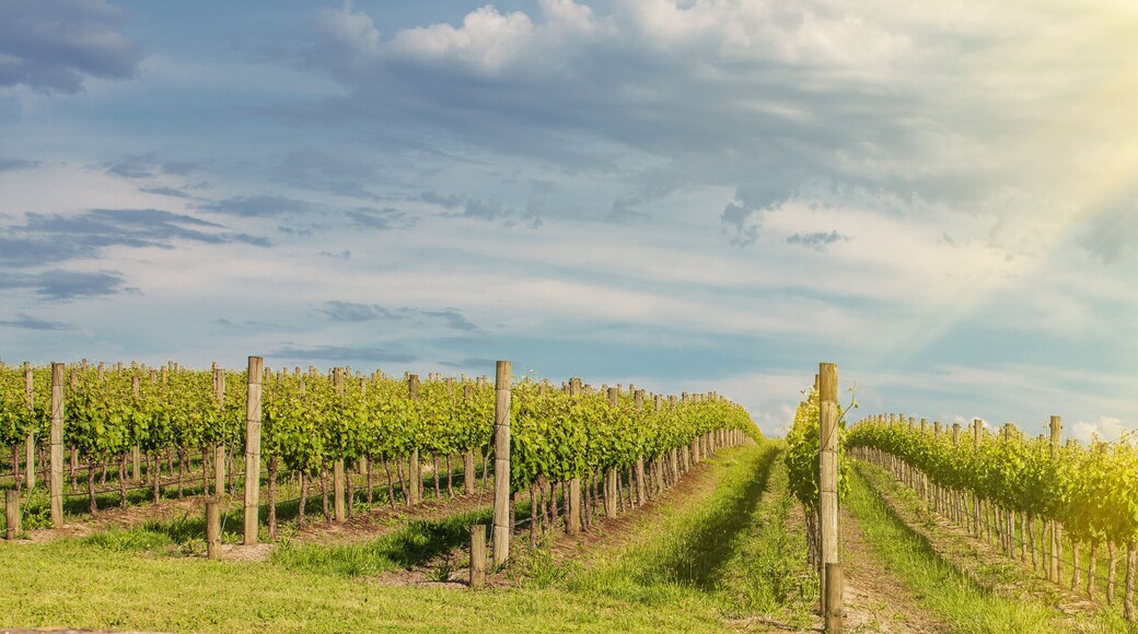 Vineyard in Yarra Valley, Australia