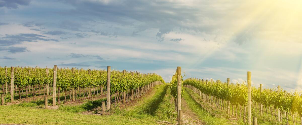 Vineyard in Yarra Valley, Australia