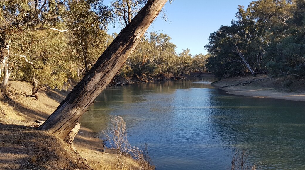 View from my camp on the banks of the Murrumbidgee River at Maude, NSW.