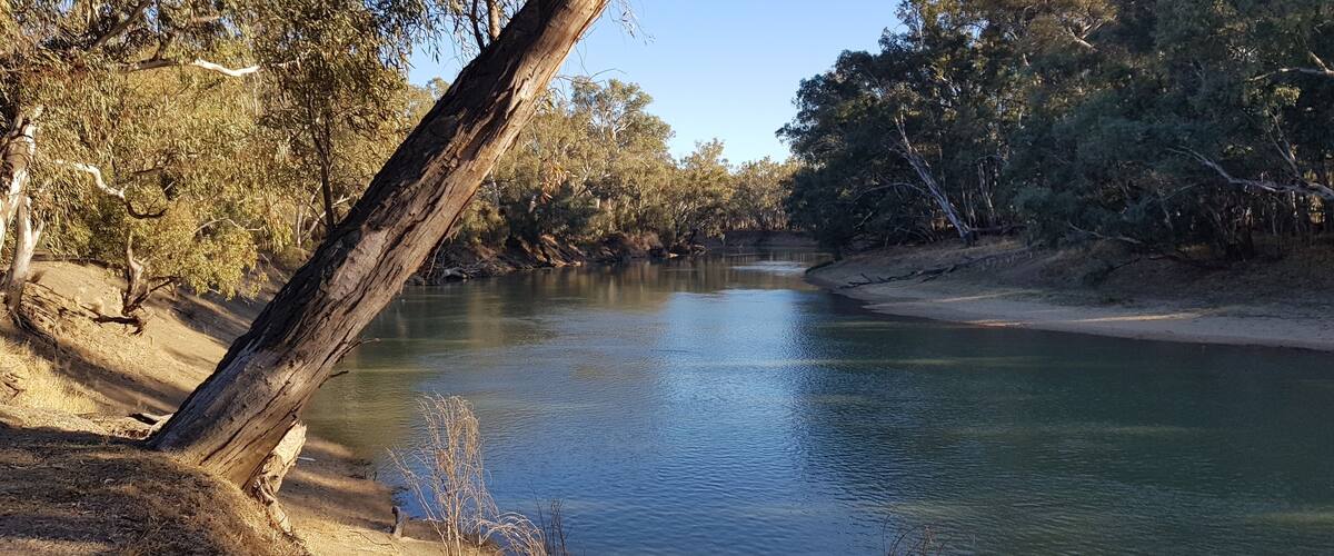 A calm river with a fallen tree, surrounded by dense trees and a clear sky.