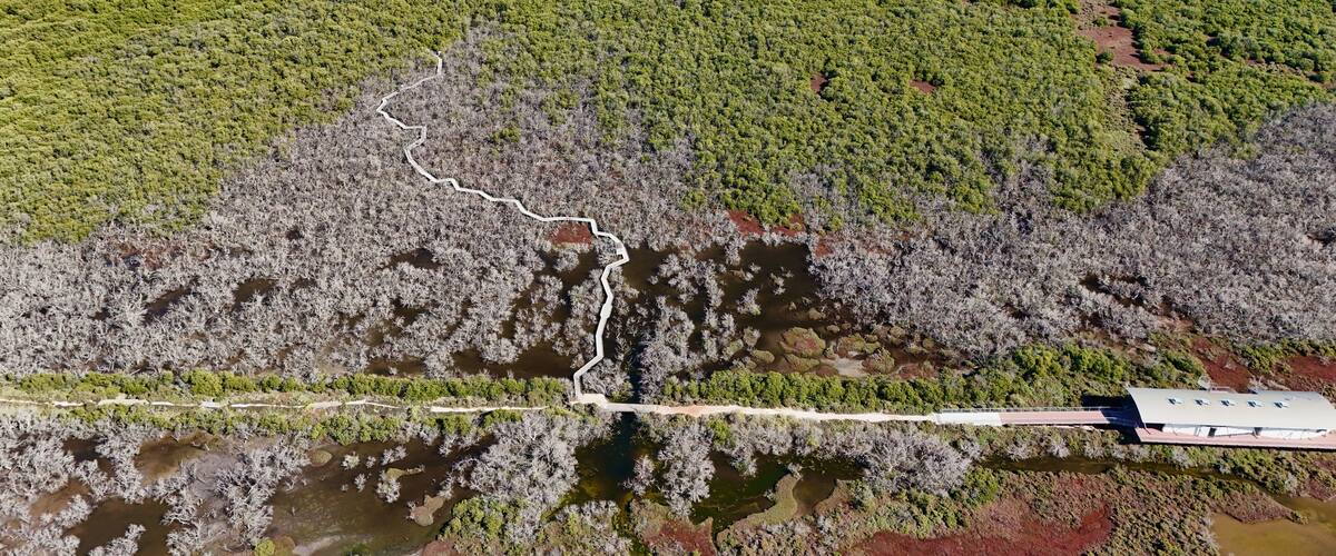 An aerial view of a coastal forest with a winding path and a bridge.