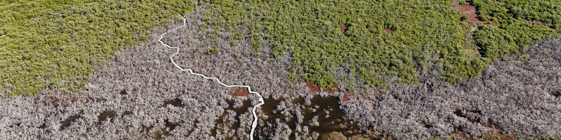 Vista aérea de uma floresta costeira com um caminho sinuoso e uma ponte.