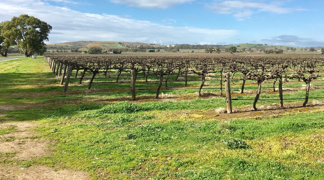 The grape vines looking east with the hills in the background.