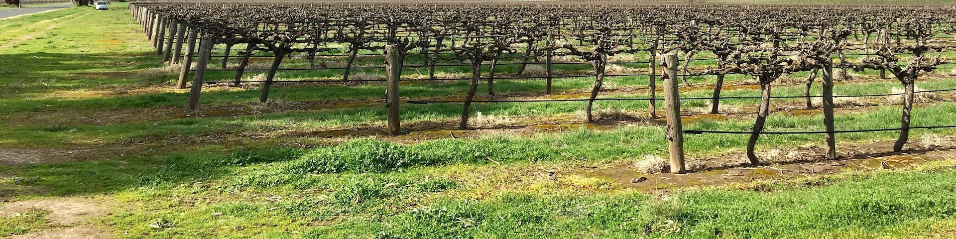 The grape vines looking east with the hills in the background.