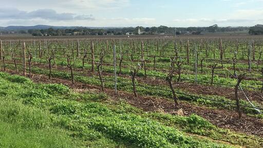 More grape vines typical of Barossa Region, SA. Ploughed fields of health vines for as far as the eye can see.