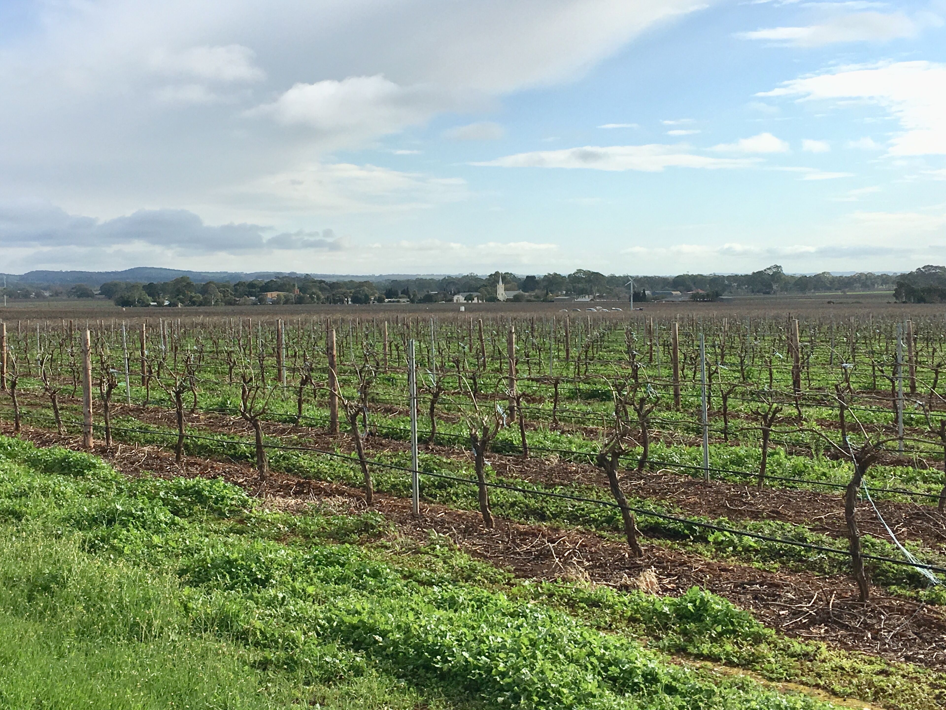 A vineyard with rows of grapevines under a partly cloudy sky.