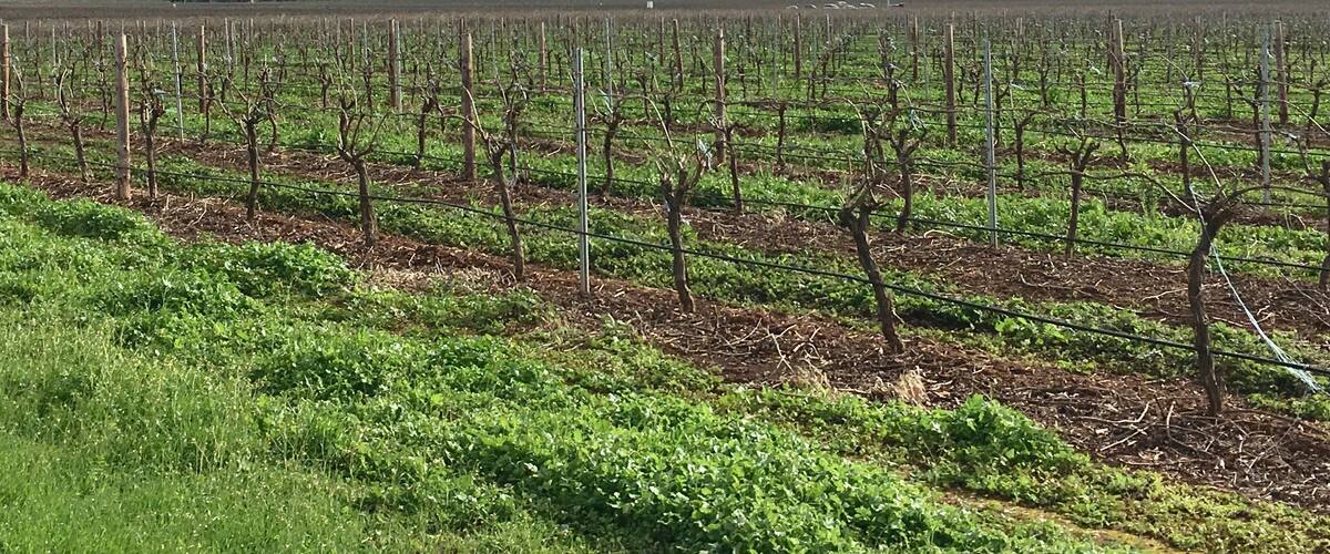 A vineyard with rows of grapevines under a partly cloudy sky.