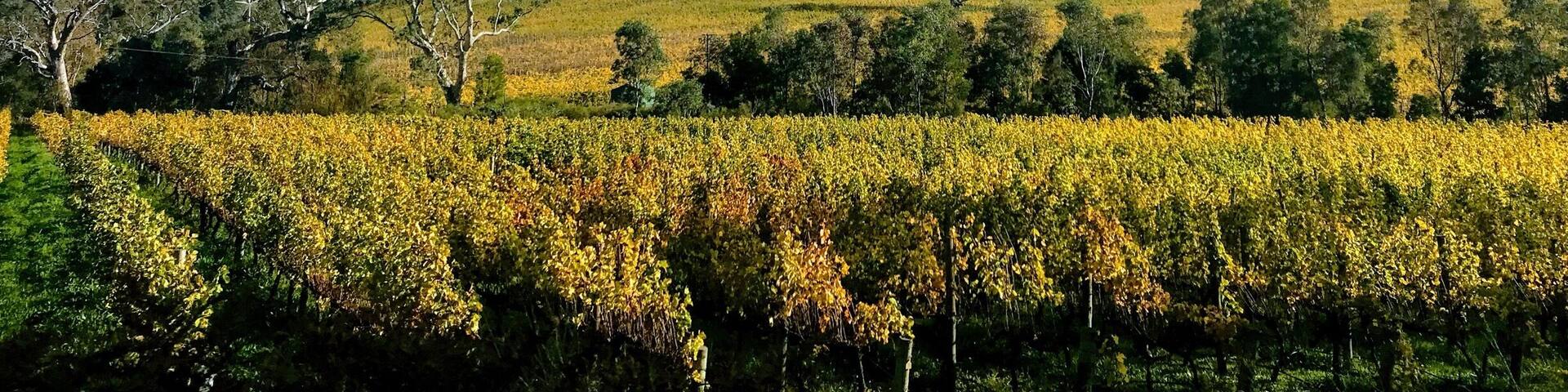 Vineyards in Autumn in the Adelaide Hills, South Australia