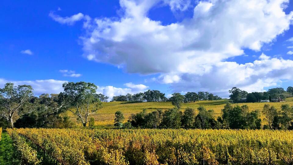 A vineyard with rows of grapevines under a blue sky with scattered clouds.
