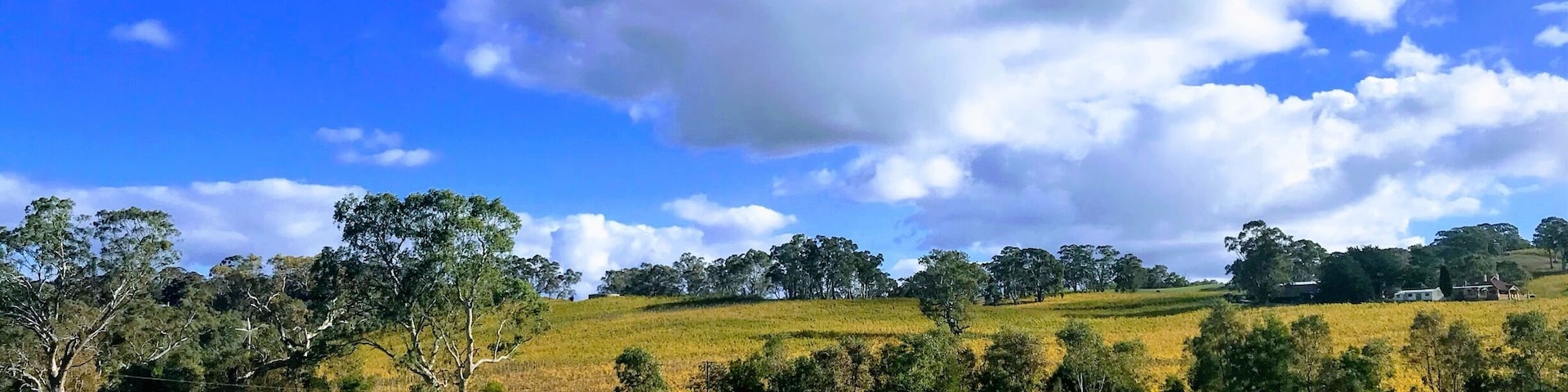 Vineyards in Autumn in the Adelaide Hills, South Australia