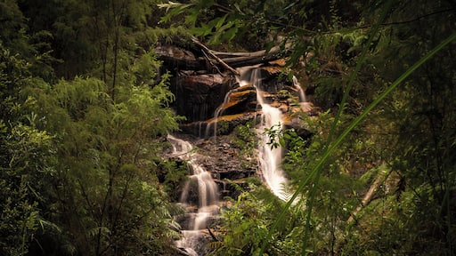 Just make sure to turn onto Forest Road off Labertouche Road. Later the road turns gravel for about 7 kms with really bad pot holes (May 2017). And don't miss the sign for the 2km walk on the rhs on a corner. The path is easy going but with a small steep descent to the falls. There's not much room once down there! The road is closed mid June to November.