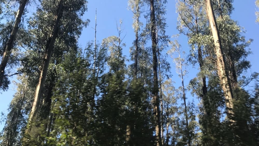 Tall trees with green foliage against a clear blue sky.