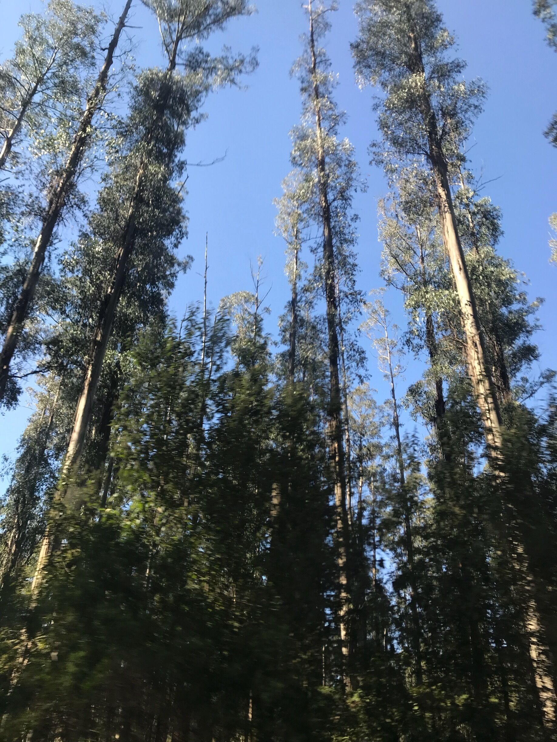 Tall trees with green foliage against a clear blue sky.