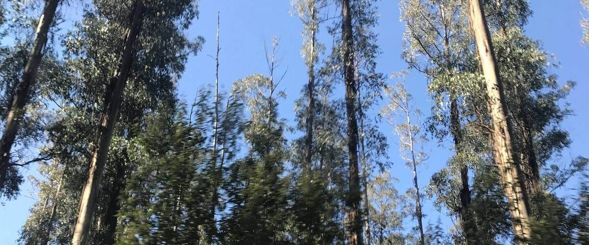 Tall trees with green foliage against a clear blue sky.