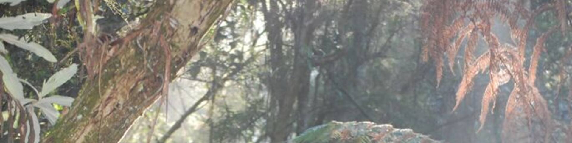 1000 steps is a popular walk in the Dandenongs. Along the way there is plaques showing the story behind the Kokoda trail.
It is a very steep walk and can be quite busy. It is also a very beautiful place to explore #localgem