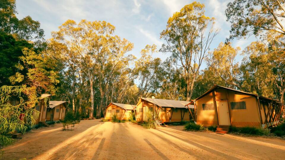A dirt road leading to a row of small, yellow cabins surrounded by tall eucalyptus trees.