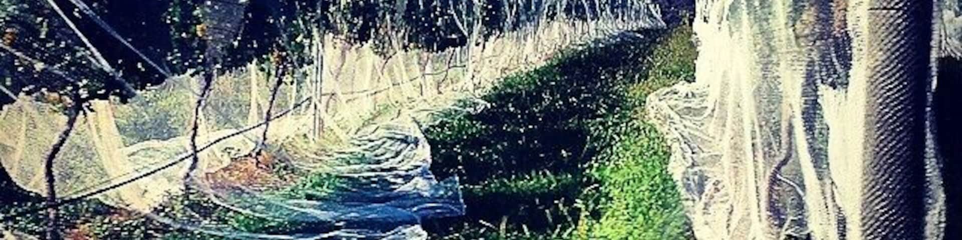 #wine grapes at #blue #gables #Yineyard in #visitgippsland  #Australia 
www.wyldfamilytravel.com