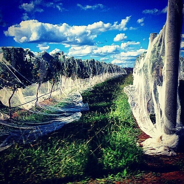 A vineyard with rows of grapevines covered by protective netting.