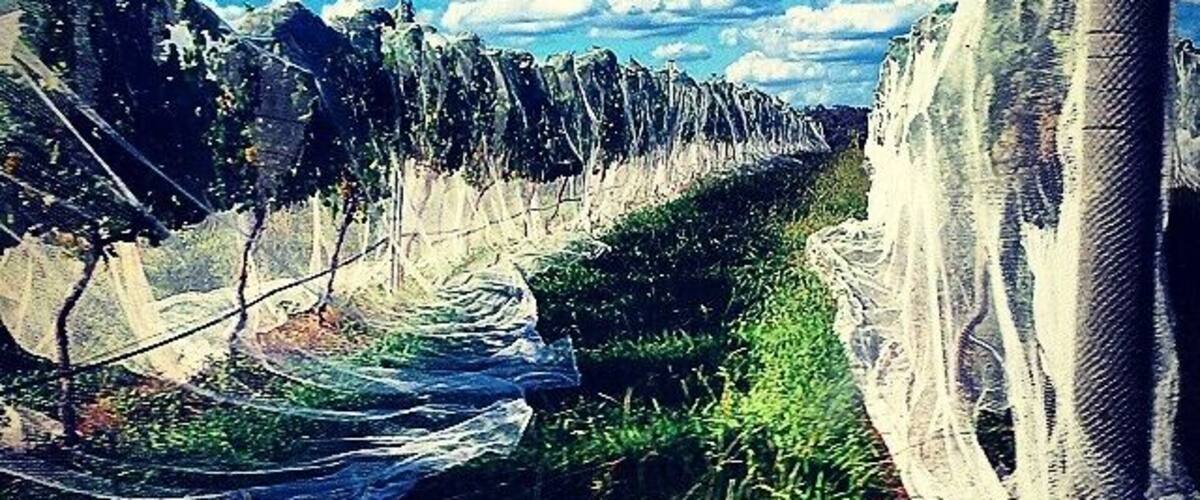 A vineyard with rows of grapevines covered by protective netting.
