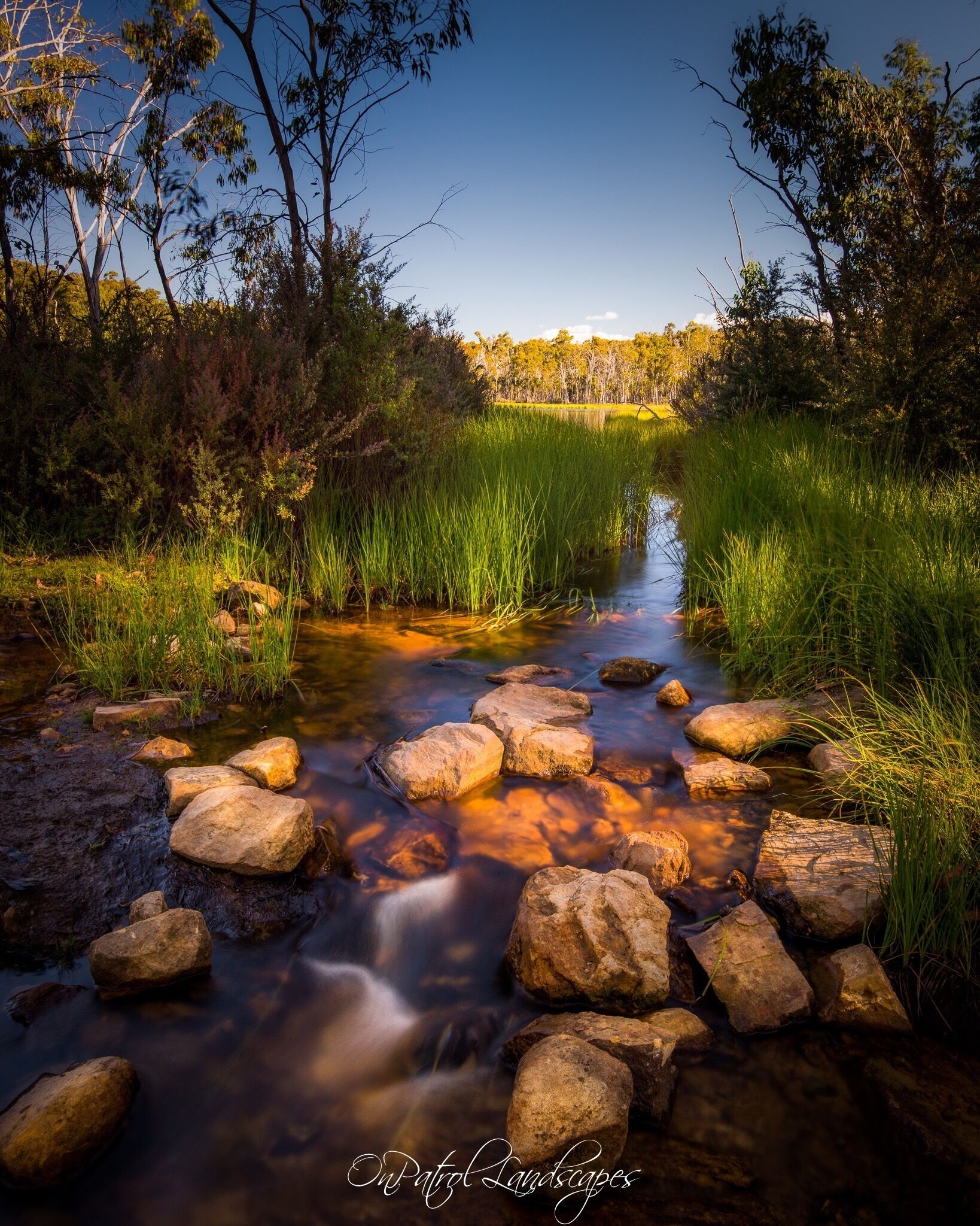 A stream with rocks and tall grass, surrounded by trees and a clear sky.